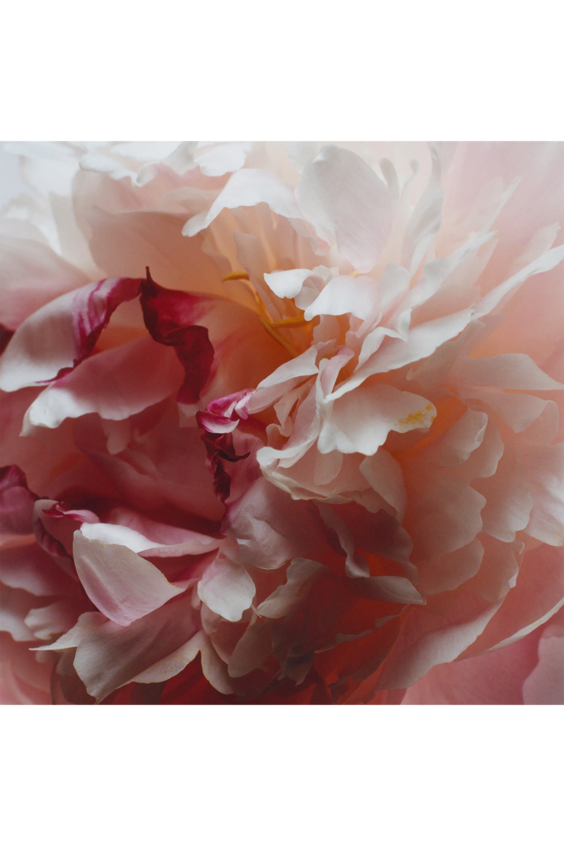 Peony and Blush Suede Body and Hand Lotion