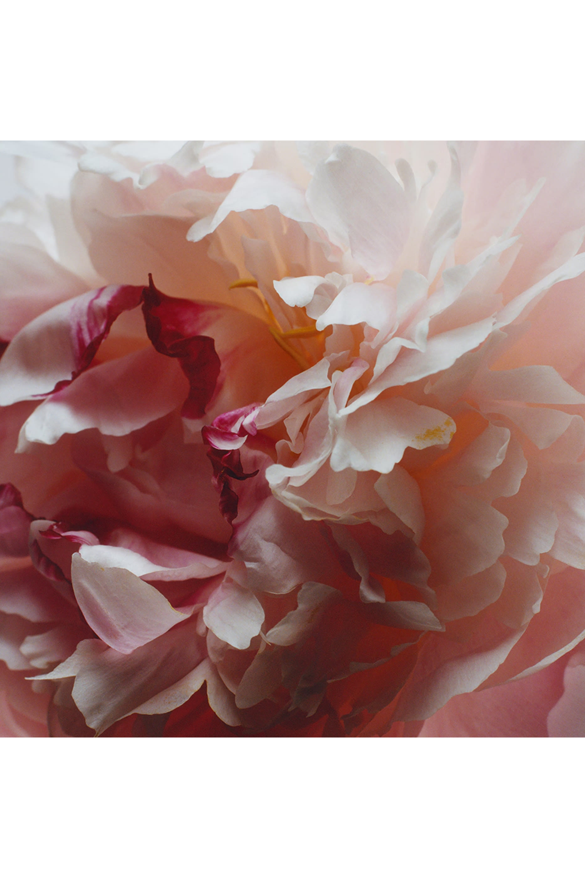 Peony and Blush Suede Body Crème Intense