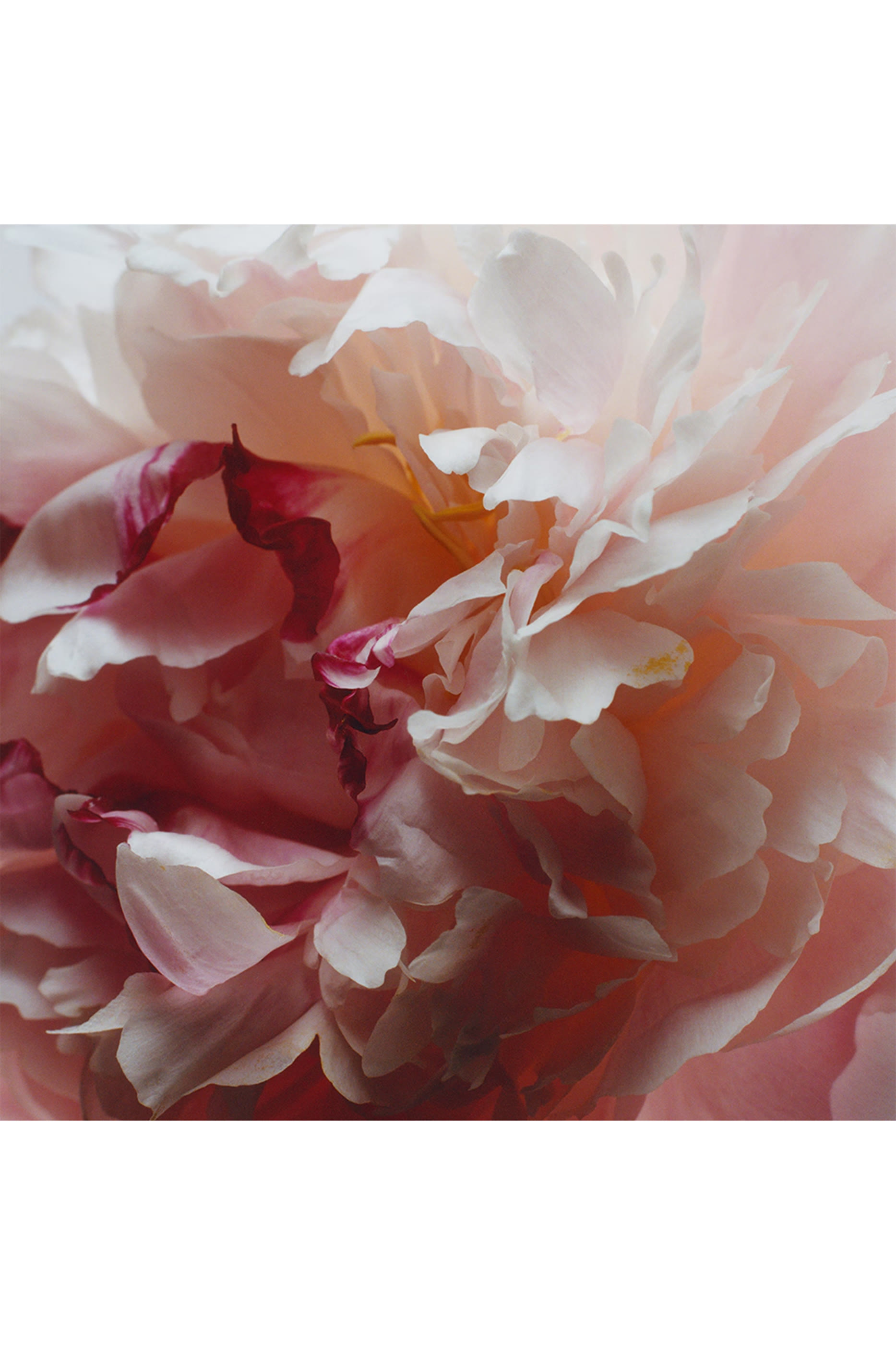 Peony & Blush Suede Diffuser