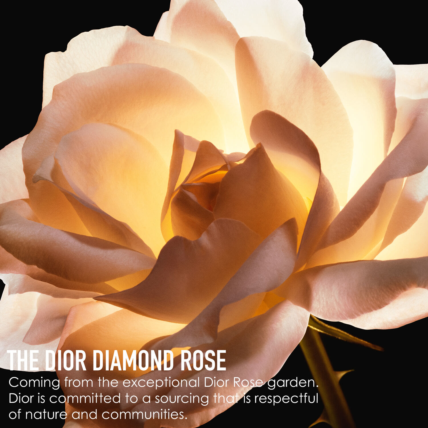 Dior Prestige La Crème Texture Riche