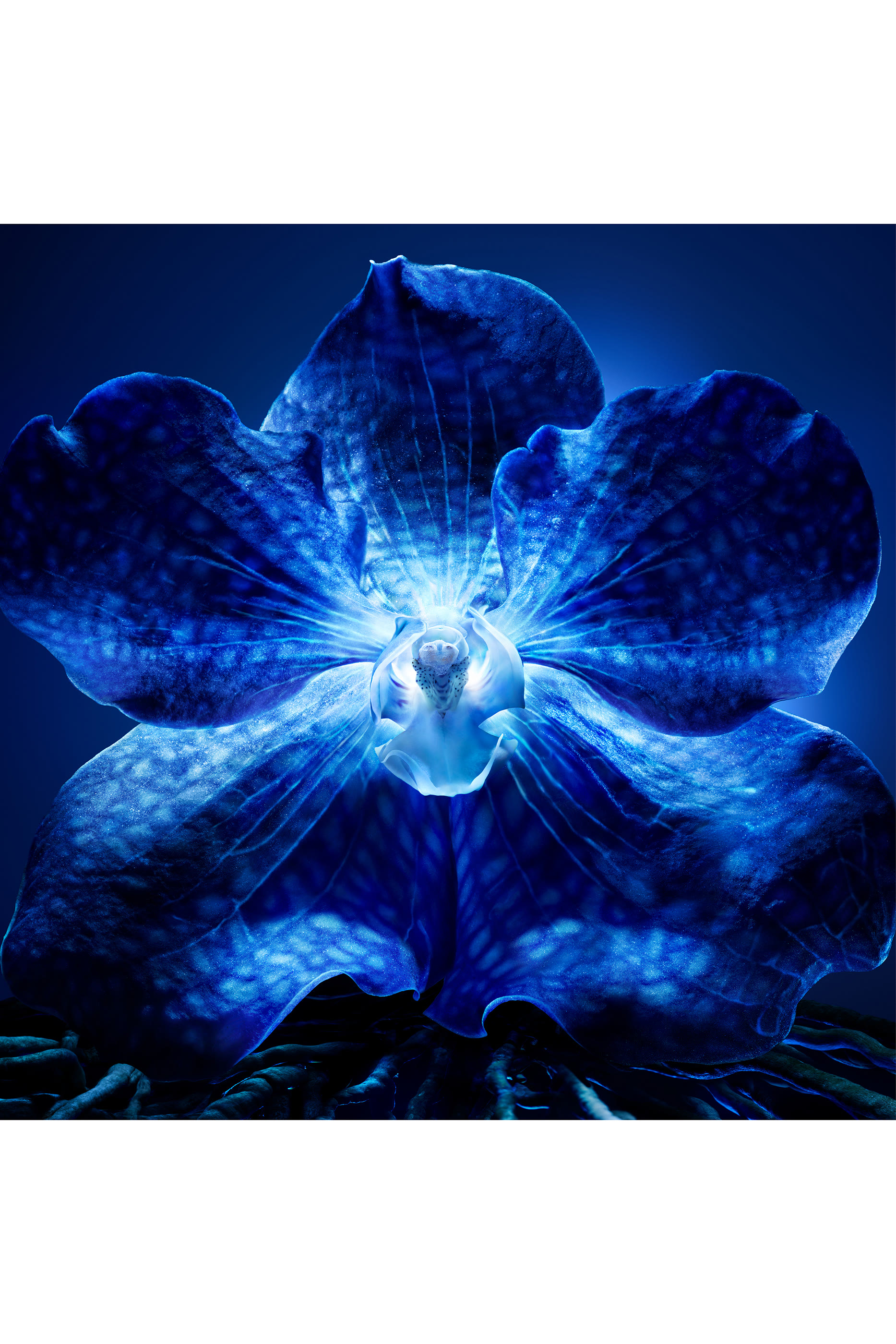 Orchidée Impériale The Longevity Cream 
